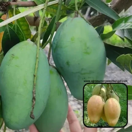 Bari 11 mango plant online India All season mango plant price Best high yield mango variety India Bari 11 mango plant nursery Kolkata Grafted Bari 11 mango tree for sale Hybrid mango plants online shopping Buy mango plants online India Bari 11 mango fruit characteristics Top quality fruit plants nursery West Bengal All-India delivery mango plants Bari 11 mango plant care tips Sweetest all-season mango variety Terrace garden mango plants India Commercial mango farming India 2026 Bari 11 mango yield per tree Exotic fruit plants online India Best nursery for mango plants in India Bari 11 mango tree height and growth Organic mango plant fertilizers India Buy grafted fruit trees India