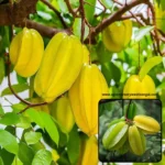 Sweet Star Fruit plant price India Buy Star Fruit plant online Grafted Kamrakh plant for sale Sweet Star Fruit tree care India Hybrid Star Fruit plant price Best Sweet Star Fruit variety India Kamrakh ka podha price Star Fruit plant for terrace garden Dwarf Star Fruit plant online India Star fruit tree growth time High yield Star Fruit plants Star fruit benefits for health Buy live fruit plants online India Exotic fruit plants nursery India Grafted fruit plants online West Bengal Sweet Carambola plant price Fruit plants nursery with All India delivery Star Fruit plant fertilizer guide Thai Sweet Star Fruit plant price Best fruit plants for home garden India