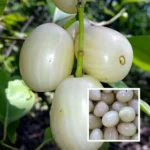 Thai White Jamun plant White Jamun plant online India Buy Thai Jamun plant India White Jamun tree price India Jamun fruit plant online Thai white jamun tree Buy fruit plants online India Exotic fruit plants India White jamun sapling India Jamun plant home delivery Rare fruit plants India White jamun tree benefits Jamun plant for home garden Buy jamun plant online cheap Thai fruit plants India Jamun nursery India Best fruit plants online India Live fruit plants delivery India White jamun plant care High yield jamun tree