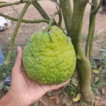 vietnam malta plant online india buy vietnam malta fruit plant vietnam all time malta plant price grafted vietnam malta orange sweet malta fruit plant live vietnam malta mosambi plant best citrus plants for home garden india vietnam malta plant benefits buy fruit plants online india all time orange plant for pot vietnam malta variety in india high yield citrus plants india vietnam malta tree height dwarf malta plant for terrace garden vietnam sweet orange live plant grafted malta plant nursery near me vietnam malta fruit weight sweetest mosambi plant in india organic vietnam malta farming india vietnam malta plant care in hindi