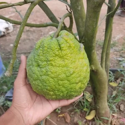 vietnam malta plant online india buy vietnam malta fruit plant vietnam all time malta plant price grafted vietnam malta orange sweet malta fruit plant live vietnam malta mosambi plant best citrus plants for home garden india vietnam malta plant benefits buy fruit plants online india all time orange plant for pot vietnam malta variety in india high yield citrus plants india vietnam malta tree height dwarf malta plant for terrace garden vietnam sweet orange live plant grafted malta plant nursery near me vietnam malta fruit weight sweetest mosambi plant in india organic vietnam malta farming india vietnam malta plant care in hindi