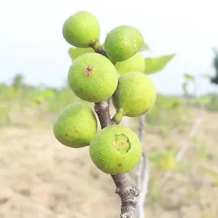 Pune Anjeer, Anjeer Fruit Plant, Fig Plant Pune, Rare Anjeer Tree, Fresh Fig, Pune Gardening, Exotic Fruits, Fig Tree Care, Indian Fruit Plants, Sweet Fig Varieties, Pune Organic Plants, Home Gardening Pune, Fruit Nursery.