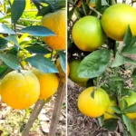 Yellow Malta Fruit Plant Buy Malta Plant Online India Sweet Malta Orange Plant Price Grafted Malta Fruit Plants India Best Fruit Plants for Home Garden India Yellow Malta Saplings Nursery Citrus Sinensis Plants India High Yield Fruit Plants India Malta Fruit Plant Online Shopping Exotic Fruit Plants India Bari 1 Malta Plant India Dwarf Malta Plant for Pots Sweet Orange Plant Nursery India Best Citrus Plants for Indian Climate Yellow Malta Plant Care and Growth Organic Fruit Plants Online India Malta Fruit Farming India Terrace Gardening Fruit Plants India Hybrid Malta Plant Price Fruit Plants Home Delivery India