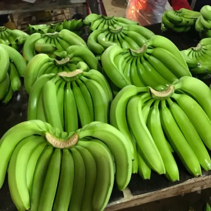 g9 banana plant online india buy tissue culture banana plants grand naine banana saplings price g9 banana tree live plant high yield banana plants india banana tissue culture nursery near me g9 banana cultivation in india buy fruit plants online india hybrid banana plant for home garden g9 banana plant price per piece best banana variety for farming in india grand naine banana plant online tissue culture g9 kela plant dwarf cavendish banana plant india g9 banana plant benefits live banana saplings free shipping commercial banana farming plants india disease free banana tissue culture g9 banana plant yield per acre buy g9 banana plants west bengal