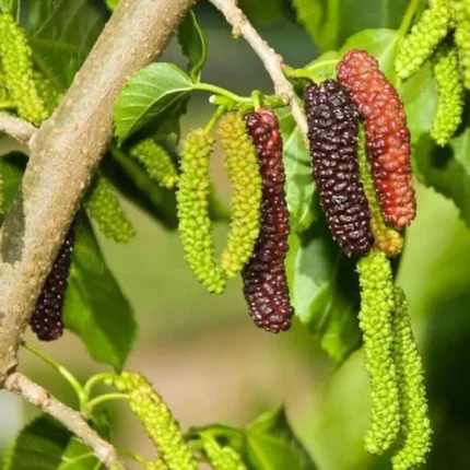 Long mulberry plant online India Buy mulberry plant online India Long mulberry fruit plant price India Mulberry tree online India Sweet mulberry plant India Mulberry sapling online India Buy fruit plants online India Mulberry plant home garden India Long mulberry tree benefits Mulberry plant nursery India Organic mulberry plant India Fast growing fruit plants India Mulberry plant for terrace garden Best fruit plants to grow in India Long mulberry plant care India Buy mulberry tree cheap India Mulberry plant online delivery India Healthy fruit plants India Exotic fruit plants India Mulberry farming plants India