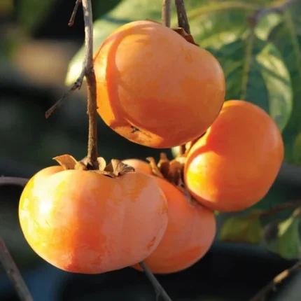 persimmon fruit plant online India buy persimmon plant India persimmon tree price India persimmon plant nursery India Japanese persimmon plant India persimmon fruit tree for sale persimmon plant online shopping India exotic fruit plants India rare fruit plants India fruit plants for home garden India best fruit plants India persimmon sapling India buy exotic plants online India terrace gardening fruit plants India organic fruit plants India persimmon plant care India fast growing fruit plants India high yield fruit plants India indoor fruit plants India outdoor fruit plants India fruit plants home delivery India live fruit plants online India persimmon tree growing India persimmon plant benefits Diospyros kaki plant India buy Japanese fruit plants India imported fruit plants India best nursery plants India fruit plants for beginners India sweet fruit plants India