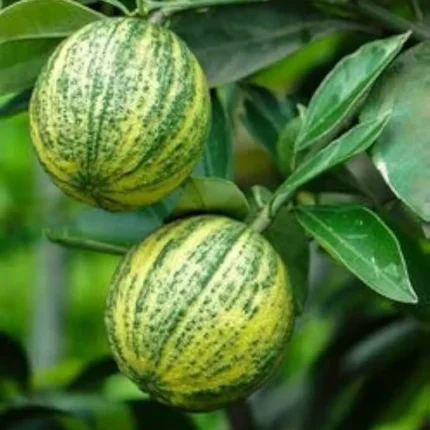 variegated malta plant online india buy variegated malta fruit plant striped malta lemon plant price variegated mosambi plant online grafted variegated malta sapling thai variegated malta fruit plant exotic citrus plants online india variegated malta plant for home garden buy striped orange plant india variegated malta live plant nursery hybrid malta fruit plant price best variegated citrus plants india variegated malta plant in pots rare fruit plants online india variegated malta lemon tree price grafted malta mosambi plant online variegated leaves fruit plant india sweet malta orange plant online variegated vietnam malta plant online plant nursery india fruit plants
