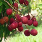 Chinese litchi plant online India buy litchi plant online India litchi fruit plant price India best litchi plant for home garden hybrid litchi plant India litchi tree for sale online live litchi plant delivery India sweet litchi plant buy online high yield litchi plant India grafted litchi plant online litchi plant nursery India buy fruit plants online India litchi sapling online India fast growing litchi plant litchi farming plants India terrace gardening fruit plants organic litchi plant India litchi plant home delivery best fruit plants online India premium litchi plant India