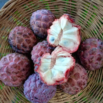 Red Custard Apple plant online India Lal Sitaphal plant nursery Buy Red Custard Apple live plant Hybrid Red Custard Apple price Best custard apple variety in India Grafted Red Custard Apple plant Red Sitaphal benefits and price Exotic fruit plants India Red Custard Apple tree growing tips Annona reticulata plant India Red Sugar Apple plant online Rare fruit plants nursery West Bengal Red Custard Apple plant delivery India High yield custard apple plants Red Sitaphal plant for home garden Best nursery for exotic fruits India Red Custard Apple farming India Sweet Red Sitaphal hybrid plant Red Bullock’s Heart fruit plant Buy fruit plants online India free shipping