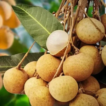 Buy Longan fruit plant online India 4 Season Longan plant price Best fruit plants for home garden in India All season Longan variety India Longan fruit tree cultivation in India Exotic fruit plants nursery India Longan plant height and growth Tropical fruit trees for Indian climate Dwarf Longan plant for pots High yield fruit plants for terrace garden Dragon Eye fruit plant India Kohala Longan plant India Longan vs Litchi growing guide Evergreen fruit plants for sale Hybrid Longan plant nursery Fast growing fruit trees India Longan fruit benefits and uses Thai variety Longan plant India Best fertilizer for Longan tree Grafted Longan fruit plant online