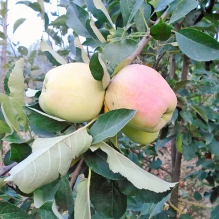 Apple fruit plants for home garden India Buy Naam Apple plants online India Best apple tree varieties for Indian climate Low chilling apple plants for sale India HRMN 99 apple plant price India All-climate apple fruit plants West Bengal Dwarf apple fruit plants for pots Grafted apple plants nursery India Anna apple plant online India High yield apple fruit plants for farmers Tropical apple tree varieties India Best fruit plants for terrace garden India Apple cultivation in hot climate India Exotic fruit plants nursery India Red Delicious apple plants India Apple plant fertilizer and care tips India Fruit plants with free shipping India Hybrid apple fruit plants online Best nursery for apple plants in India Winter fruiting plants for Indian gardens