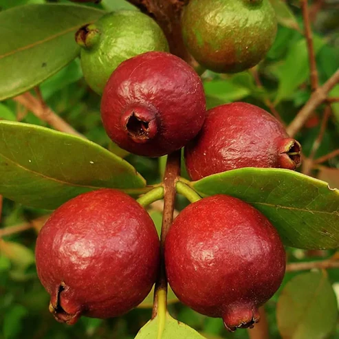 Red Strawberry Guava Fruit Plants – Sweet Exotic Guava Trees for Home Gardening in India red strawberry guava plant strawberry guava plant india buy strawberry guava plant online india red guava plant online exotic guava plants india strawberry guava tree for sale guava fruit plants online india rare fruit plants india red guava plant price india strawberry guava plant care buy guava plants online fast growing fruit plants india terrace gardening fruit plants home garden fruit plants india organic fruit plants india guava plant for pots high yield guava plant best fruit plants for home garden strawberry guava sapling india tropical fruit plants india buy exotic fruit plants india guava tree nursery india red fruit guava plant indian fruit plants online guava plant home delivery easy growing fruit plants best guava variety india fruit plants for beginners online plant nursery india healthy fruit plants for garden