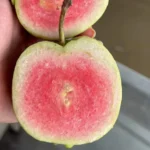 Red Diamond Guava plant online India Buy Red Diamond Guava saplings India Japanese Red Diamond Guava price India Best seedless guava variety in India Grafted Red Diamond Guava for sale Red Diamond Guava plant nursery near me Sweetest pink flesh guava variety India Red Diamond Guava farming profit in India Exotic fruit plants for home garden India High yield seedless guava plants India Red Diamond Guava plant care and maintenance Large size guava variety India 2026 Hybrid Red Diamond Guava price in India Best guava plants for terrace gardening India Red Diamond Guava fruiting time in India Organic Red Diamond Guava plant fertilizer Rare pink guava fruit plants India Red Diamond Guava vs Taiwan Pink Guava Seedless pink guava plant online India Best time to plant Red Diamond Guava in India