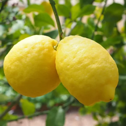 Gandharaj Lemon Plant Online India Buy Gandharaj Lemon Tree India Gandharaj Lemon Sapling Price India Best Lemon Plant for Home Garden India Aromatic Lemon Plant India Gondhoraj Lebu Plant Online Citrus Lemon Plant India Lemon Tree Online India Delivery Buy Fruit Plants Online India Terrace Gardening Lemon Plant High Yield Lemon Tree India Organic Lemon Plant India Indoor Lemon Plant India Fast Growing Lemon Tree India West Bengal Gandharaj Lemon Plant Buy Citrus Plants Online India Lemon Plant for Balcony Garden Hybrid Lemon Plant India Fresh Lemon Tree Nursery India Gandharaj Lebu Gach Online
