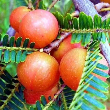 red amla plant online india buy red amla tree sapling hybrid red amla plant price grafted amla plant online best amla variety for home garden red amla live plant for sale indian gooseberry plant online all time amla fruit plant red sitara amla plant india chakaiya amla plant price medicinal fruit plants online india amla plant for terrace garden high yielding amla saplings red amla plant nursery near me buy grafted amla tree india dwarf amla plant for pots organic amla plant online sweet amla plant variety india red amla tree benefits for home live fruit plants free shipping india