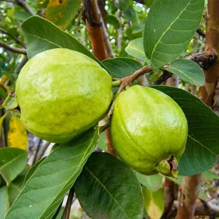 L49 Guava Plant price in India Buy Sardar Guava plant online Best guava variety for commercial farming India Lucknow 49 guava plant nursery High yield guava plants India Buy fruit plants online Kolkata L49 Guava tree care and maintenance Best time to plant guava in India Hybrid guava plants for sale L49 Guava plant height and spacing Sardar Guava vs Allahabad Safeda Organic guava fruit plant online Allahabad guava plant nursery West Bengal Lucknow 49 guava yield per acre Dwarf guava plants for home garden Guava plant nursery near me Fruit plant delivery all India Winter season guava varieties India Thai guava vs L49 guava Best fertilizer for L49 guava plant