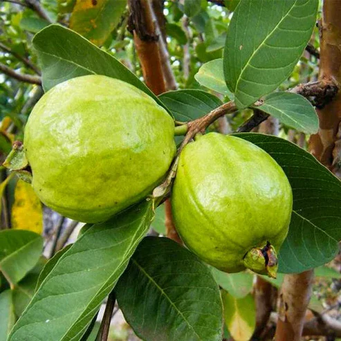 L49 Guava Plant price in India Buy Sardar Guava plant online Best guava variety for commercial farming India Lucknow 49 guava plant nursery High yield guava plants India Buy fruit plants online Kolkata L49 Guava tree care and maintenance Best time to plant guava in India Hybrid guava plants for sale L49 Guava plant height and spacing Sardar Guava vs Allahabad Safeda Organic guava fruit plant online Allahabad guava plant nursery West Bengal Lucknow 49 guava yield per acre Dwarf guava plants for home garden Guava plant nursery near me Fruit plant delivery all India Winter season guava varieties India Thai guava vs L49 guava Best fertilizer for L49 guava plant