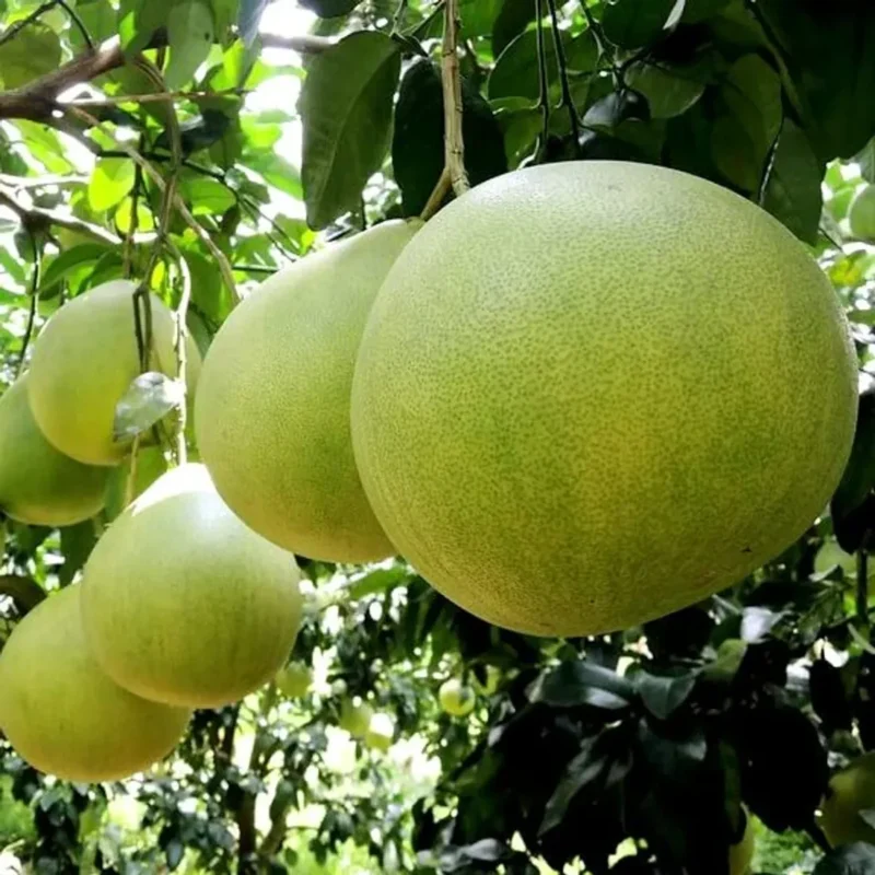 Pomelo fruit plant price in India Buy Pomelo plant online India Chakotra fruit plant nursery Hybrid Pomelo plant for home garden Grafted Pomelo plant price Devanahalli Pomelo plant online Giant citrus fruit plants India Best Pomelo varieties in India Red flesh Pomelo plant India Thai Pomelo plant online India Pummelo fruit tree saplings Citrus maxima plant nursery India Chakotra tree growing conditions India Rare fruit plants online India Pomelo plant fertilizer India White flesh Pomelo plant Big size lemon plant India Exotic citrus plants for terrace garden Pomelo farming profit per acre India Best time to plant Pomelo in India High yield Pomelo plant variety Shaddock fruit plant India Chakotra plant price in West Bengal Pomelo fruit plant in Maharashtra Healthy Pomelo saplings for sale Organic Pomelo plant nursery Fast growing fruit plants India Pomelo plant care tips India Seedless Pomelo plant India Fruit plant nursery near me