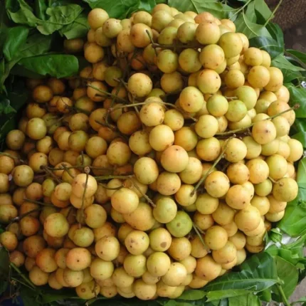 Latkan fruit plant online India Buy Rambai fruit plant online Burmese grape plant price in India Grafted Latkan plant for sale Baccaurea sapida plant online Latkan tree nursery near me Sweet Latkan fruit variety India Rare fruit plants online India Latkan fruit plant price How to grow Latkan fruit at home Live Latkan fruit sapling Exotic fruit plants India online Latkan fruit tree benefits Mafai fruit plant price Latkan plant online West Bengal Burmese grape live plant All season Latkan fruit plant Best fertilizer for Latkan tree Dwarf Latkan fruit plant Grafted Rambai fruit tree India