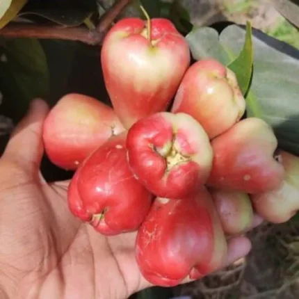 King Kong Red Water Apple Plant Red Water Apple Plant India Water Apple Fruit Plant Online Buy Water Apple Plant India King Kong Water Apple Tree Red Water Apple Sapling Water Apple Plant Price India Exotic Fruit Plants India Water Apple Tree for Sale Syzygium Samarangense Plant Water Apple Plant Care India Best Fruit Plants for Home Garden Fast Growing Fruit Plants India Terrace Gardening Fruit Plants Rare Fruit Plants India Buy Exotic Plants Online India Water Apple Plant Nursery India Red Water Apple Tree India Organic Fruit Plants India Water Apple Plant Benefits Indoor Fruit Plants India Outdoor Fruit Plants India High Yield Fruit Plants India Sweet Water Apple Plant Tropical Fruit Plants India Best Plants for Gardening India Fruit Plants Online Nursery India Water Apple Plant Kolkata Water Apple Plant West Bengal King Kong Fruit Plant India