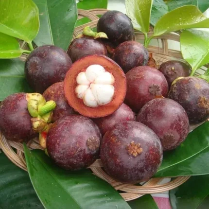 Mangosteen plant online India Buy Mangosteen tree India Mangosteen fruit plant price India Mangosteen plant home delivery India Exotic fruit plants India Mangosteen tree for sale India Rare fruit plants online India Mangosteen plant nursery India Buy tropical fruit plants India Mangosteen plant care India Best fruit plants online India Live Mangosteen plant India Mangosteen plant shop India Organic fruit plants India Mangosteen sapling India Online plant nursery India Mangosteen tree India buy Gardening plants online India Fruit plants home delivery India Premium Mangosteen plant India