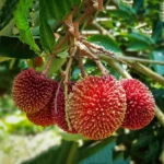 Pulasan fruit plant online India Buy Pulasan saplings West Bengal Best exotic fruit plants for Indian climate Pulasan vs Rambutan taste and difference Rare fruit plants nursery India Pulasan fruit tree cultivation guide India Pulasan plant price in Kolkata Sweetest Pulasan variety for home garden Grafted Pulasan fruit plant for sale Hybrid Pulasan plant nursery near me Growing Pulasan in South India Pulasan fruit benefits and nutrition Red Pulasan plant online shopping How to grow Pulasan from seeds in India Tropical fruit plants for sale India Pulasan P15 variety features Pulasan plant flowering time in India High yield Pulasan fruit plant Kerala Pulasan fruit tree height and spacing Best organic fertilizer for Pulasan plants