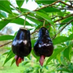 rio grande cherry plant online india buy eugenia involucrata plant india rio grande cherry live plant price exotic fruit plants online india big river cherry plant nursery rio grande cherry plant in kerala buy rare cherry plants india eugenia involucrata fruit plant india rio grande cherry plant care india grafted cherry plants for home garden tropical cherry tree online india rio grande cherry sapling price best exotic fruit nursery india hybrid cherry plant for pots rio grande cherry seeds india eugenia involucrata online shopping dark purple cherry plant india brazilian cherry plant india rio grande cherry tree for sale buy fruit plants online india 2026