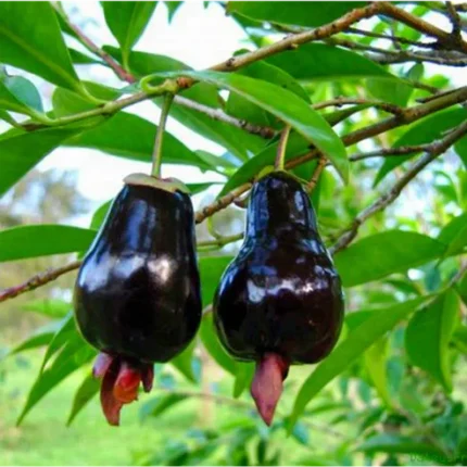 rio grande cherry plant online india buy eugenia involucrata plant india rio grande cherry live plant price exotic fruit plants online india big river cherry plant nursery rio grande cherry plant in kerala buy rare cherry plants india eugenia involucrata fruit plant india rio grande cherry plant care india grafted cherry plants for home garden tropical cherry tree online india rio grande cherry sapling price best exotic fruit nursery india hybrid cherry plant for pots rio grande cherry seeds india eugenia involucrata online shopping dark purple cherry plant india brazilian cherry plant india rio grande cherry tree for sale buy fruit plants online india 2026