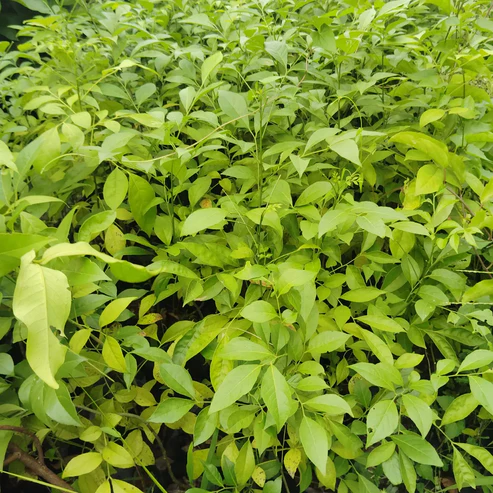 Buy Original Naam Pan Masala Mango Plants Online | Best Nursery India Pan Masala Mango plant online India Buy Naam Pan Masala plant price Exotic fruit plants nursery West Bengal Best mango plant for home garden India Grafted Pan Masala Mango plant online All India plant delivery nursery Hybrid mango plant varieties India Rare fruit plants online Kolkata Naam Pan Masala Mango tree height High yield mango plants for sale Original Pan Masala Mango plant Best fruit plant nursery in India Online plant nursery with home delivery Aromatic mango varieties in India Thai hybrid mango plants India Fruit plants for terrace garden India Agro Nursery West Bengal mango collection Buy fruit trees online India Pan Masala Mango plant characteristics Low maintenance fruit plants for home